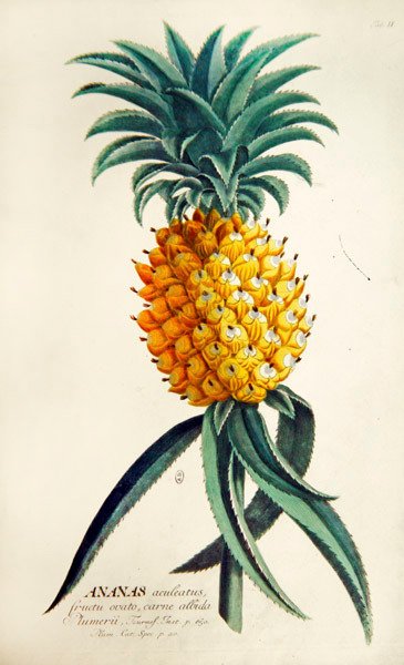 Ananas (renkli gravür) by French School