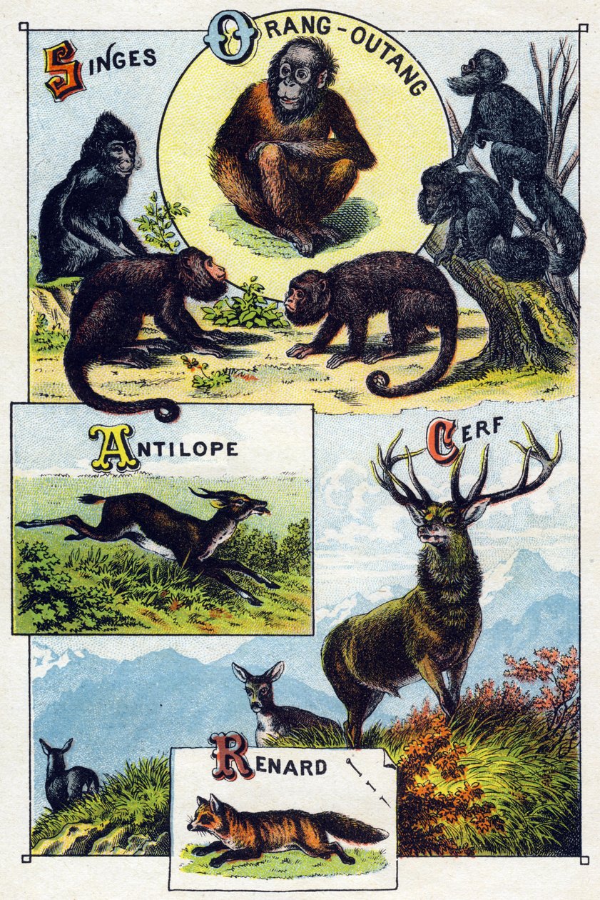 Plaka 1: Maymunlar, orangutan, Antilop, Geyik, Tilki. "Vahşi hayvanların hece alfabesi"nde gravür. Serie A. Pellerin et Cie, matbaacılar-yayıncılar, Epinal, 19. yüzyıl sonu. Kromolitograflar. Bir hece içeren 8 sayfalık küçük reklam albümü ve by French School