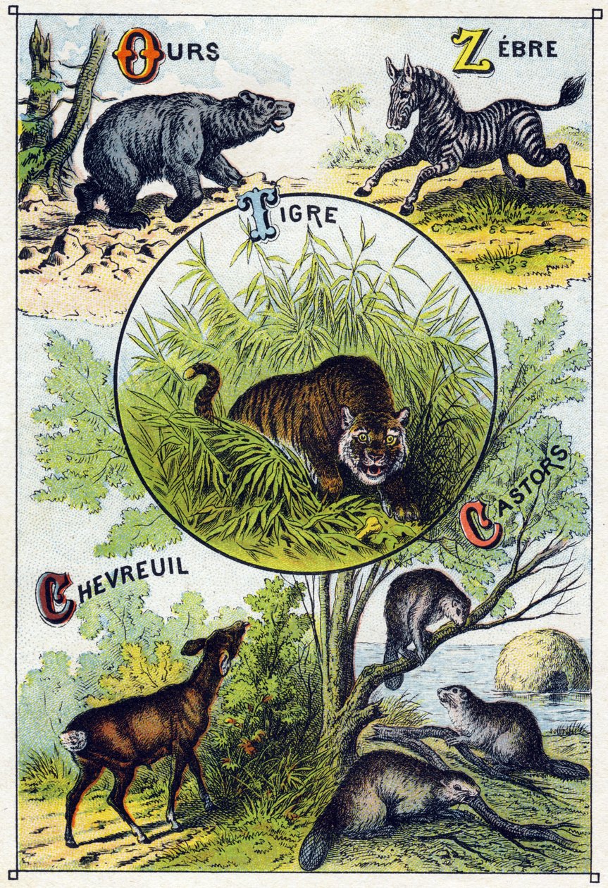 Plaka 2: Ayı, Zebra, Kaplan, Geyik, Kunduzlar. "Vahşi hayvanların hece alfabesi"nde gravür. Serie A. Pellerin et Cie, matbaacılar-yayıncılar, Epinal, 19. yüzyıl sonu. Kromolitograflar. Bir hece ve bir resim içeren 8 sayfalık küçük reklam albümü by French School