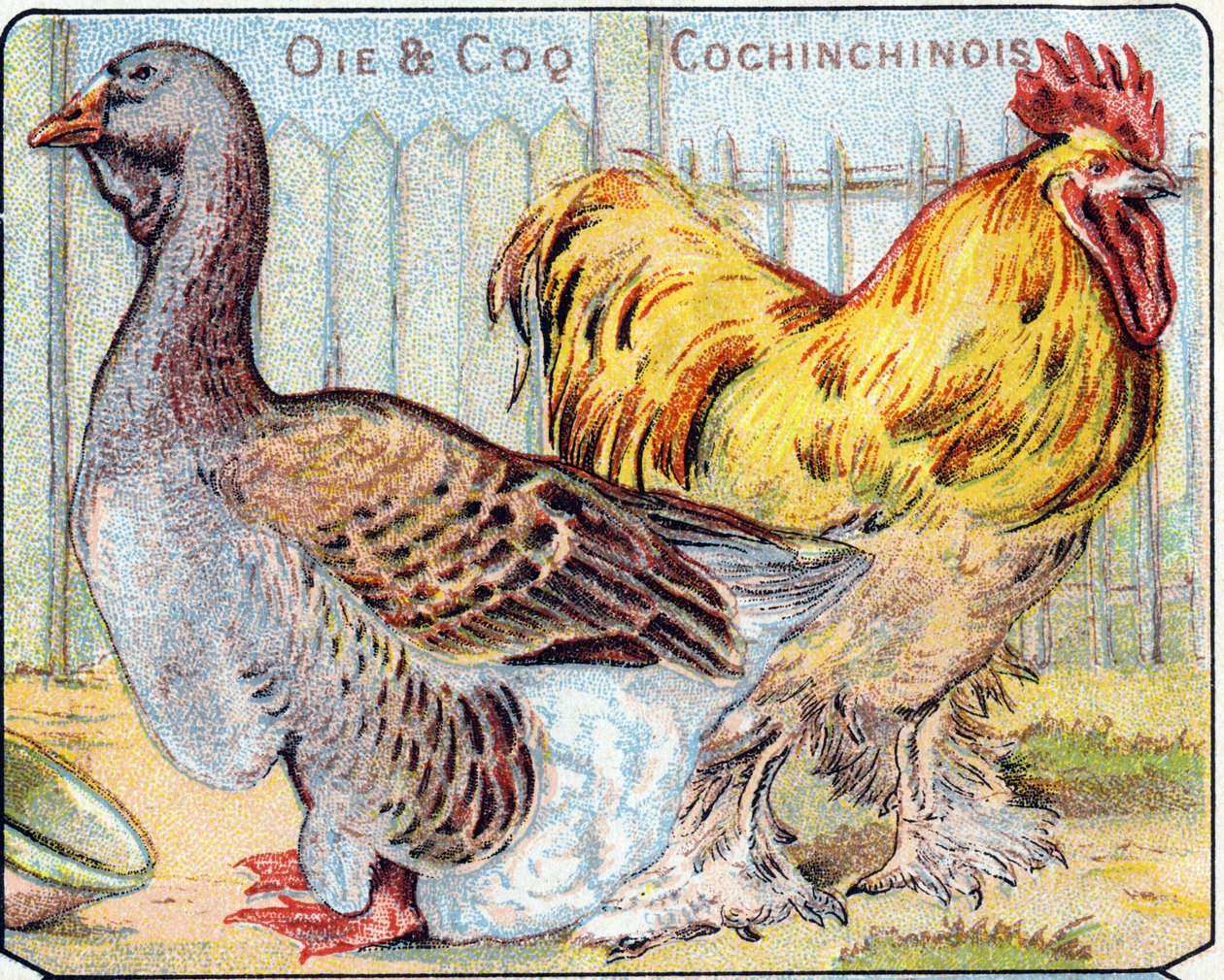 Plaka 2: Kaz ve Cochinese horozu. "Kuşların ve sürüngenlerin hece alfabesi"nde gravür. Serie A. Pellerin et Cie, matbaacılar-yayıncılar, Epinal, 19. yüzyıl sonu. Kromolitograflar. Bir müfredat ve bir görüntüleyici içeren 8 sayfalık küçük reklam albümü by French School