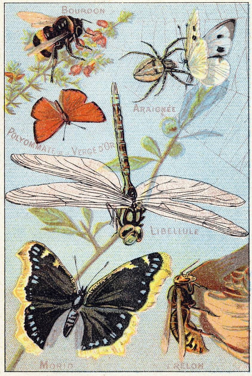 Plaka 3: Bumblebee, Araignee, Goldenrod polyommate, yusufçuk, Morio, Hornet. "Kelebeklerin ve böceklerin hece alfabesinde" gravür. Serie A. Pellerin et Cie, matbaacılar-yayıncılar, Epinal, 19. yüzyıl sonu. Kromolitograflar. Küçük 8 sayfalık reklam by French School