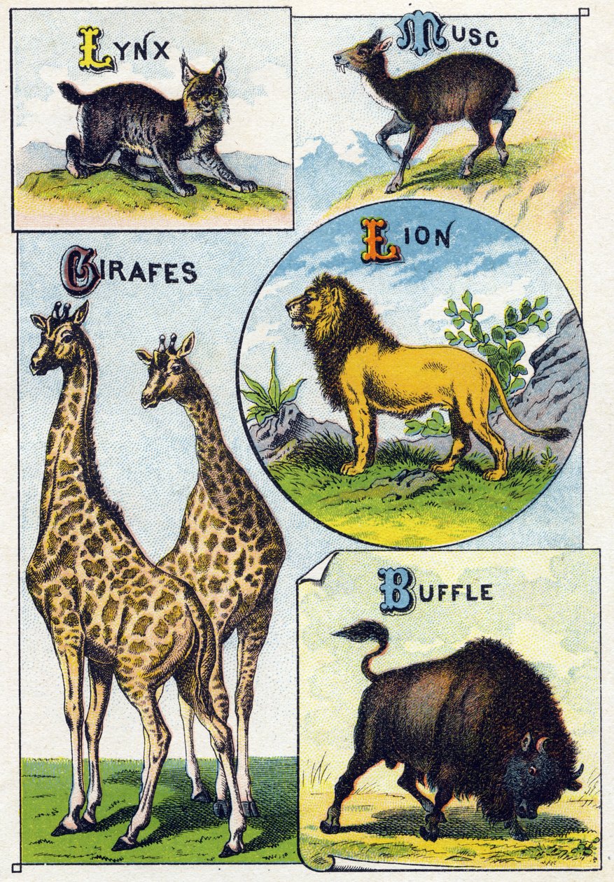Plaka 3: Vaşak, Misk, Zürafalar, Aslan, Bufalo. "Vahşi hayvanların hece alfabesi"nde gravür. Serie A. Pellerin et Cie, matbaacılar-yayıncılar, Epinal, 19. yüzyıl sonu. Kromolitograflar. Bir hece ve bir ima içeren 8 sayfalık küçük reklam albümü by French School