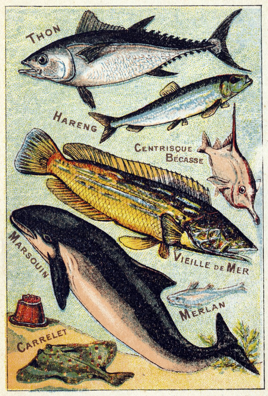Tabak 3: Ton Balığı, Ringa, Orta Gaga, Eski Deniz, Porpoise, Mezgit, Çini. "Deniz ve tatlı su balıklarının hece alfabesi" gravürü. Serie A. Pellerin et Cie, matbaacılar-yayıncılar, Epinal, 19. yüzyıl sonu. Kromolitograflar. Küçük 8 sayfalık reklam albümü by French School