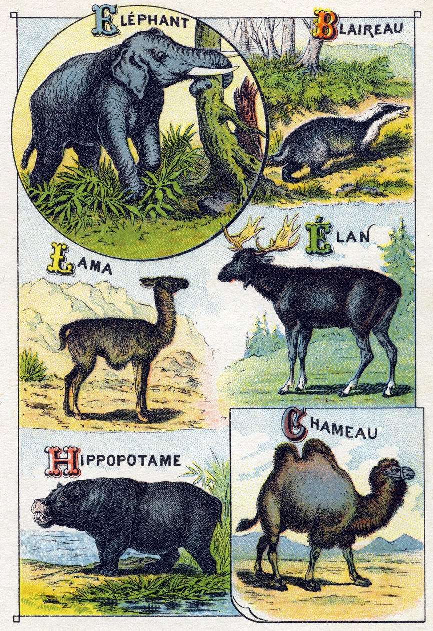 Levha 4: Fil, Porsuk, Lama, Elan, Su Aygırı, Deve. "Vahşi hayvanların hece alfabesi"nde gravür. Serie A. Pellerin et Cie, matbaacılar-yayıncılar, Epinal, 19. yüzyıl sonu. Kromolitograflar. Bir ders programı içeren küçük 8 sayfalık reklam albümü by French School