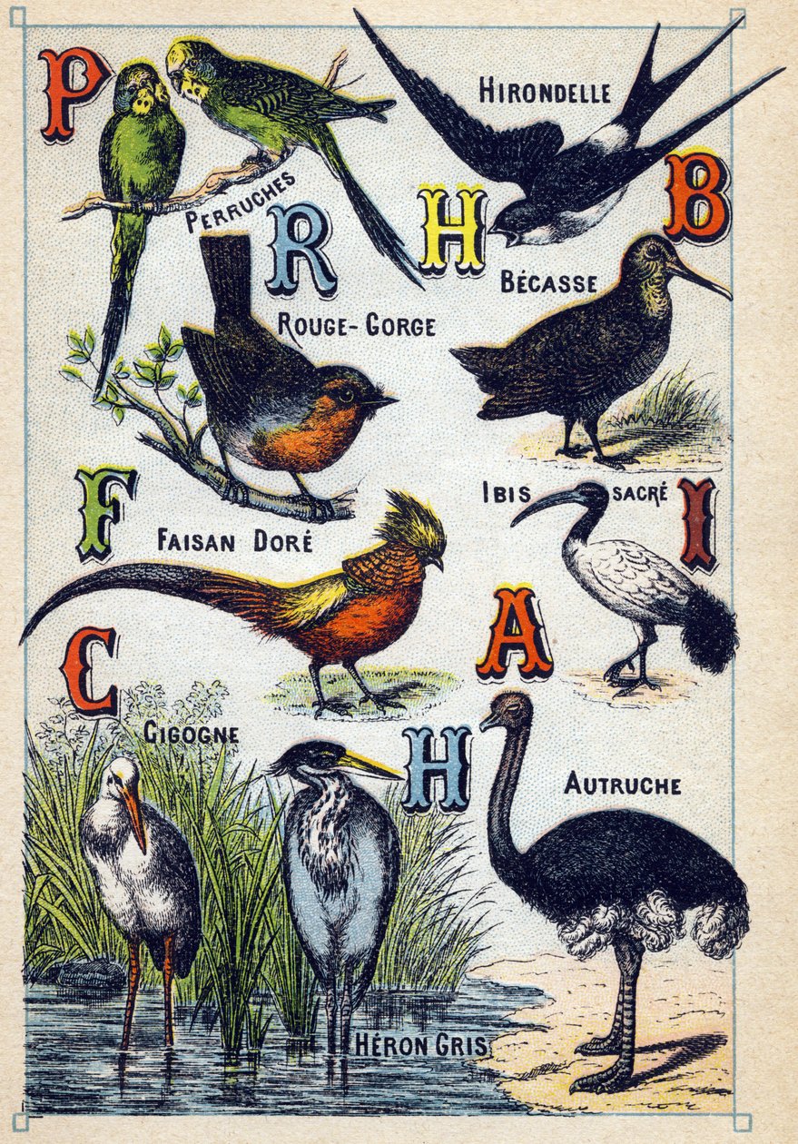 Levha 4: Muhabbet Kuşları, Kırlangıç, Kızıl Boğaz, Kayın, Dore Sülün, Kutsal Ibis, Leylek, Devekuşu, Boz Balıkçıl. "Kuşların hece alfabesi"nde gravür”. Serie A. Pellerin et Cie, matbaacılar-yayıncılar, Epinal, 19. yüzyıl sonu. Kromolitograflar. Küçük 8 say by French School