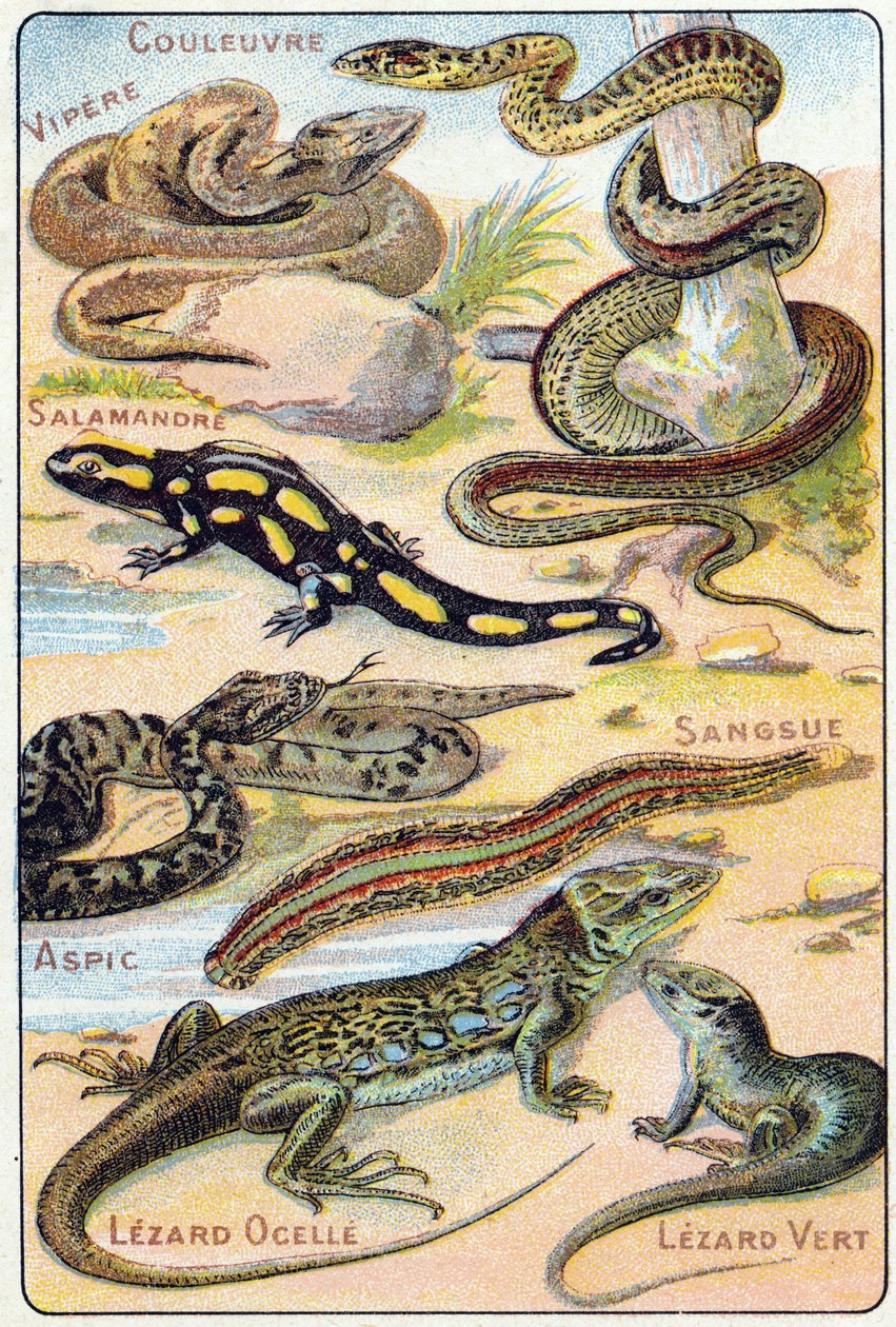Plaka 4: Yılan, Engerek, Semender, Aspic, Sülük, Lezard ocelle, Yeşil Lezard. "Kuşların ve sürüngenlerin hece alfabesi"nde gravür. Serie A. Pellerin et Cie, matbaacılar-yayıncılar, Epinal, 19. yüzyıl sonu. Kromolitograflar. Küçük 8 sayfalık reklam by French School