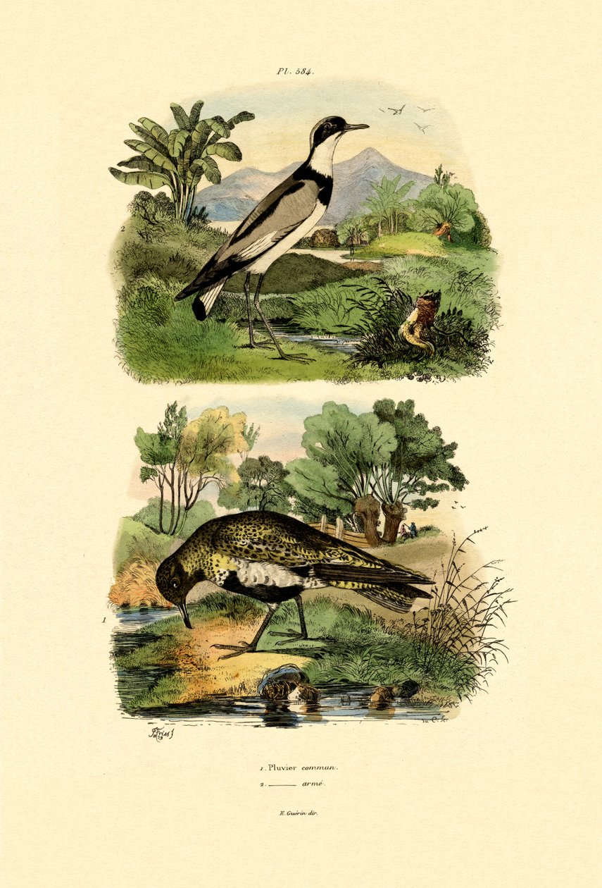 Plover, 1833-39 by French School