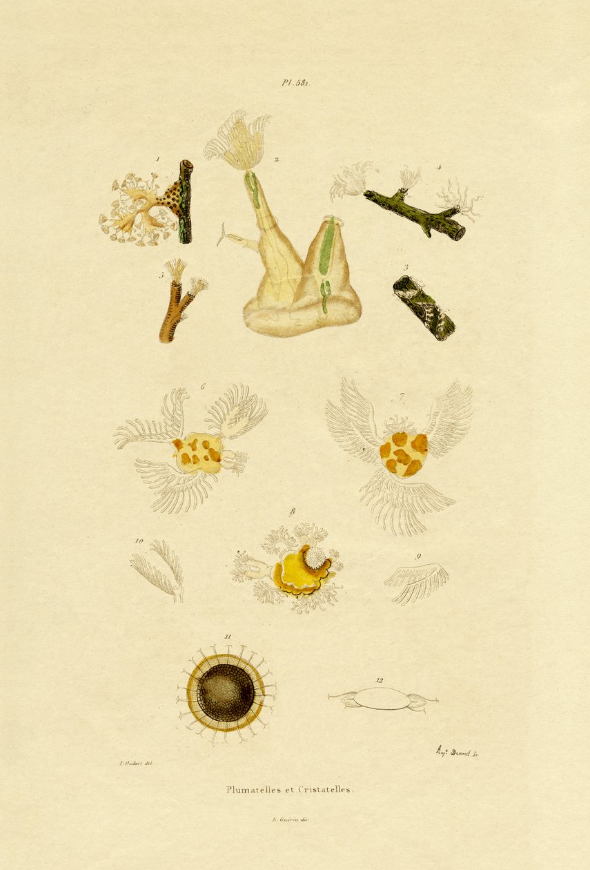 Polip, 1833-39 by French School