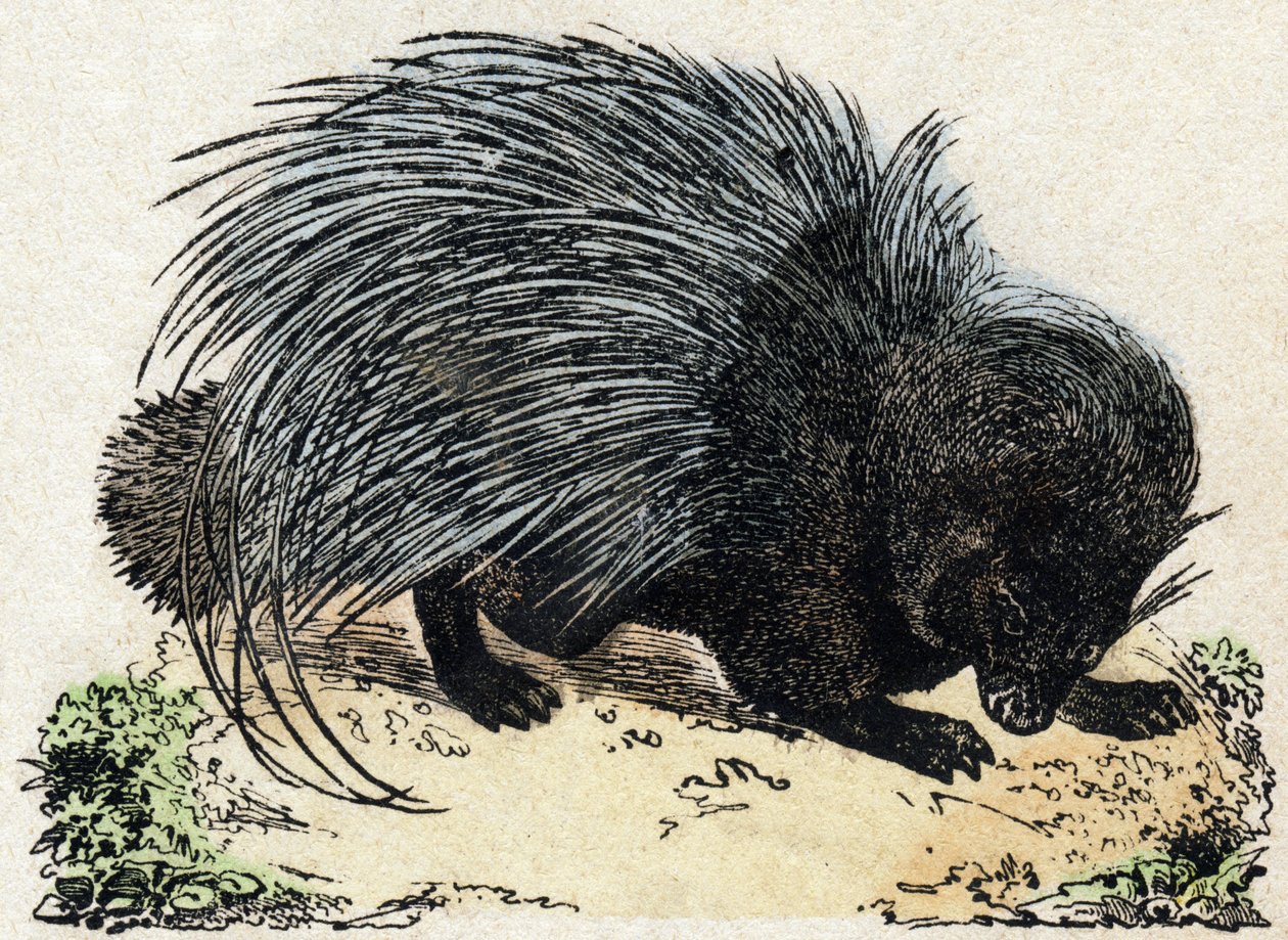 Porc-destanı (Domuz destanı). “Alphabet des animaux sauvages”” üzerine gravür. 9. Seri. Epinal