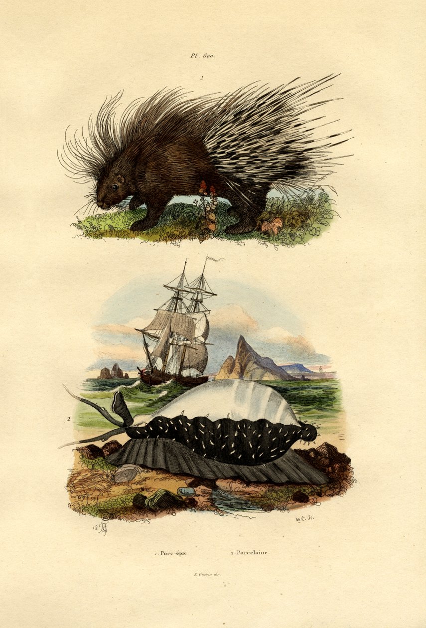 Kirpi, 1833-39 by French School