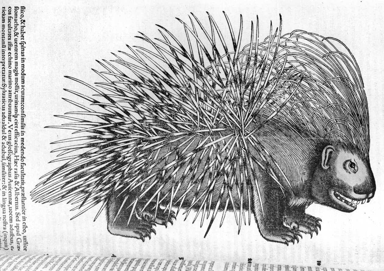 Porcupine, from 