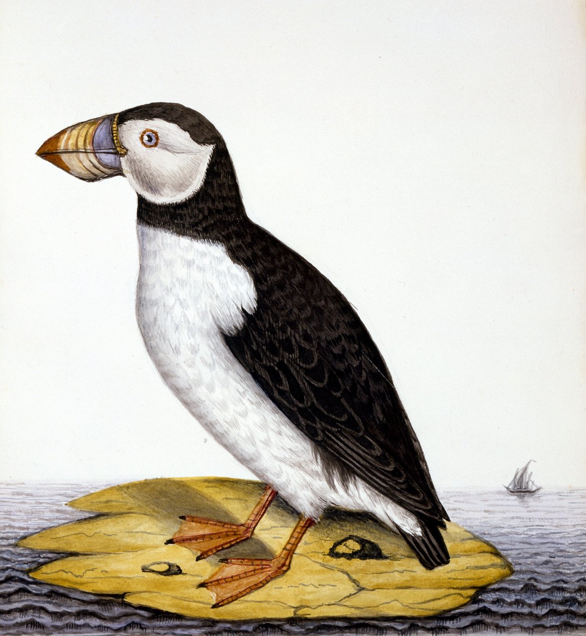 Puffin, marmon fratercula, c.1840 (kağıt üzerinde wc) by French School