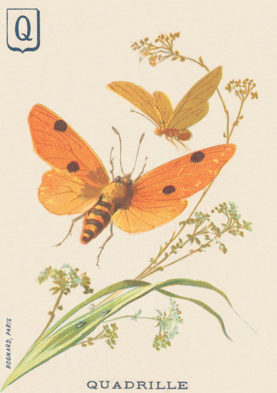 S: Quadrille (Lithosia quadra veya Lithosie quadrille) by French School