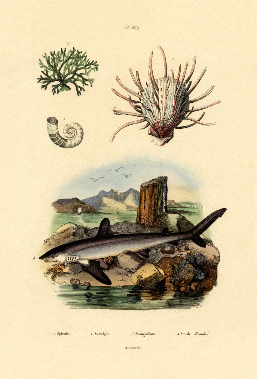 Koç Boynuzu Kalamar, 1833-39 by French School