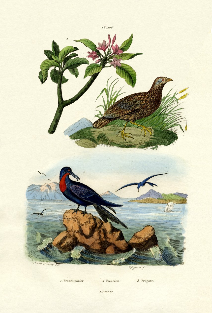 Kırmızı Frangipani, 1833-39 by French School