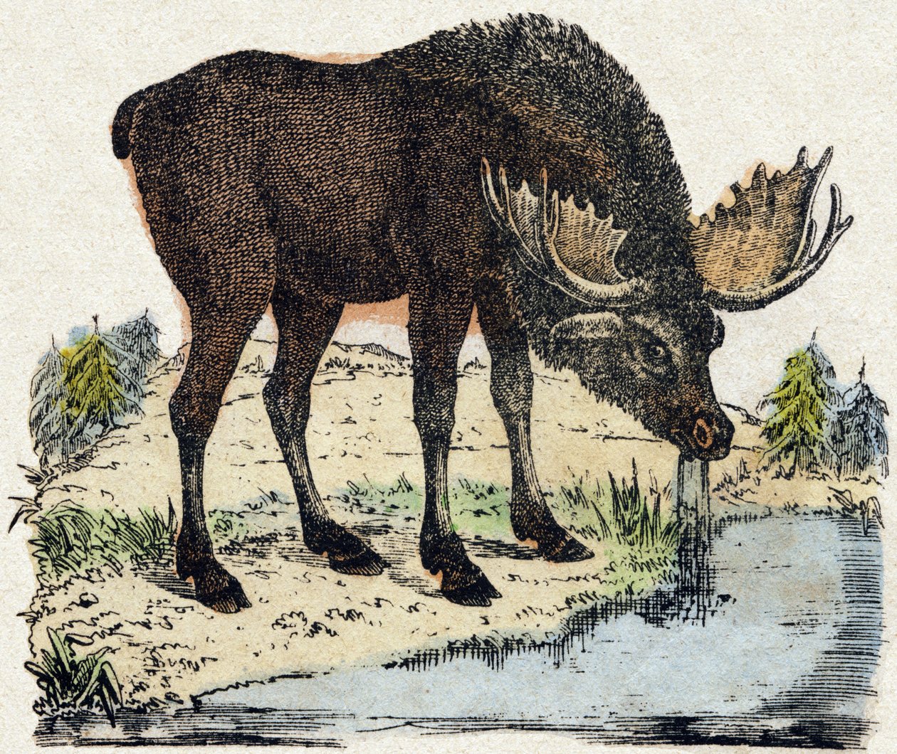 Ren geyiği. “Alphabet des animaux sauvages”” üzerine gravür. 9. Seri. Epinal