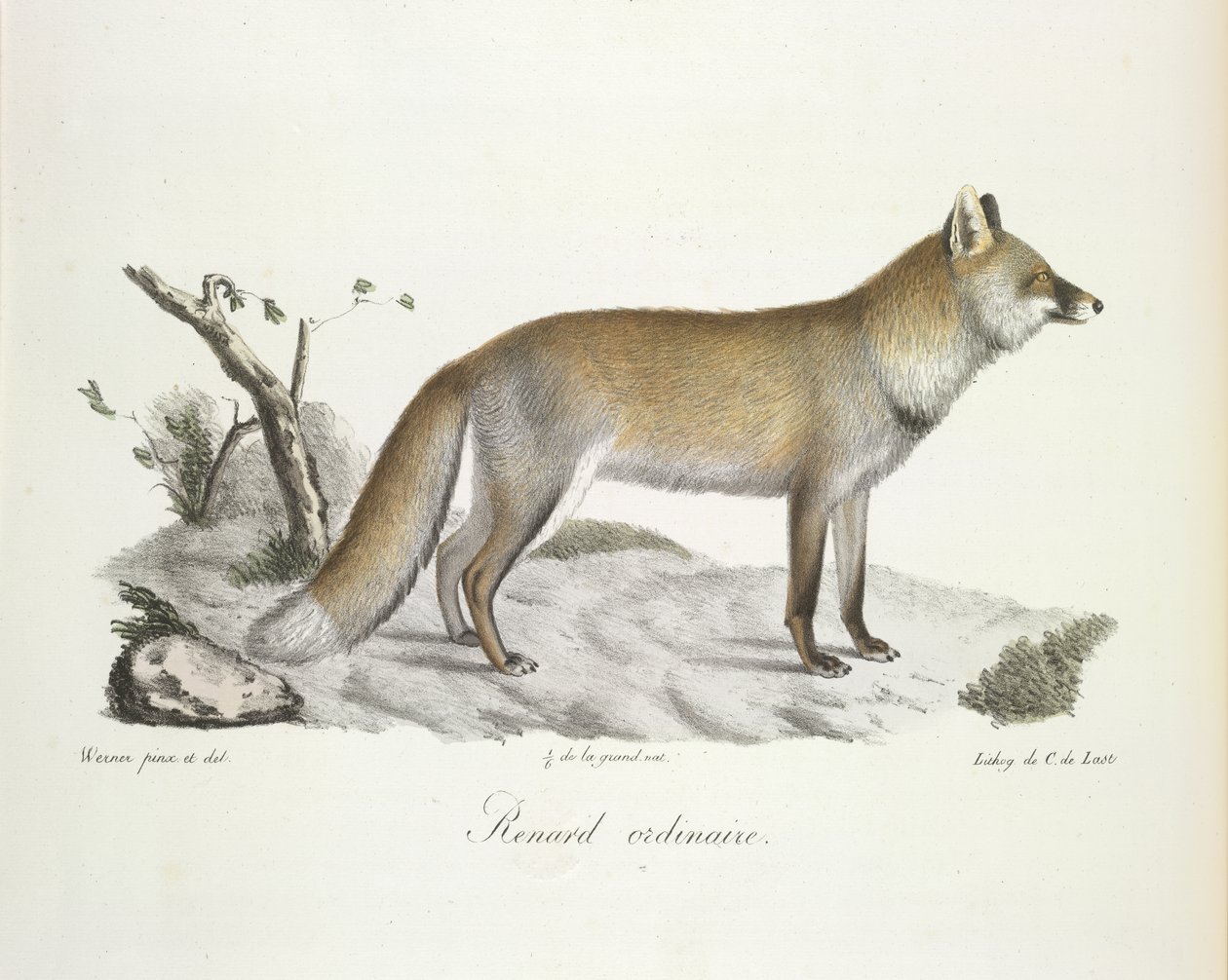 Sıradan tilki. Fox, Memelilerin Doğal Tarihinden (renkli taş) by French School