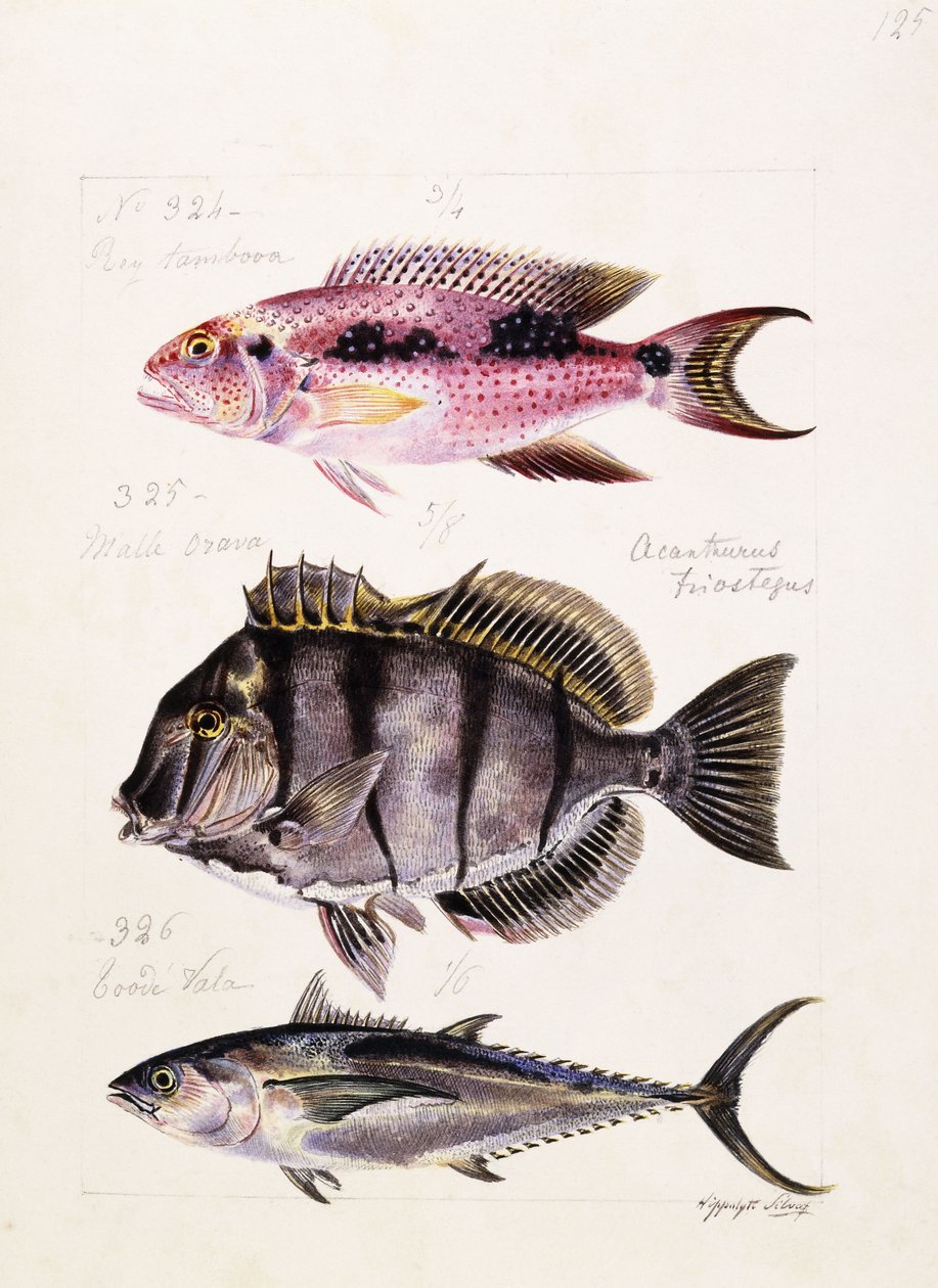Ray Tambova Etz, s.1850 by French School