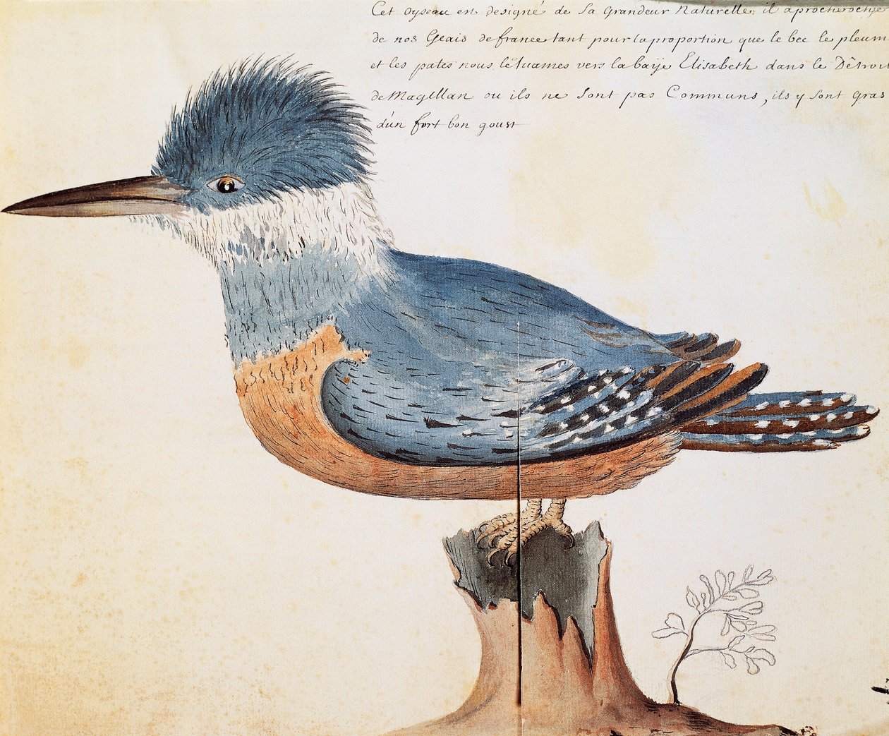 Ringed Kingfisher (Megaceryle torquata), Elizabeth Körfezi, Macellan Boğazı, Jacques Gouin de Beauchesne (1652-1730), Compagnie royale de la Mer du Sud