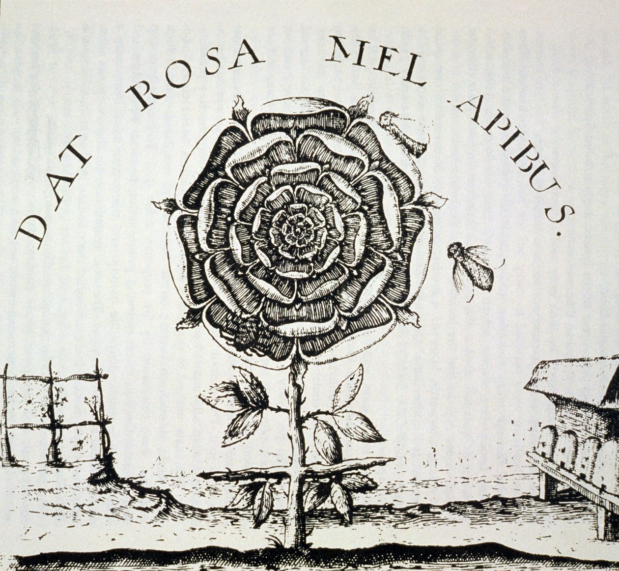 Gül Haç Alegorisi, Johann Theodore de Bry