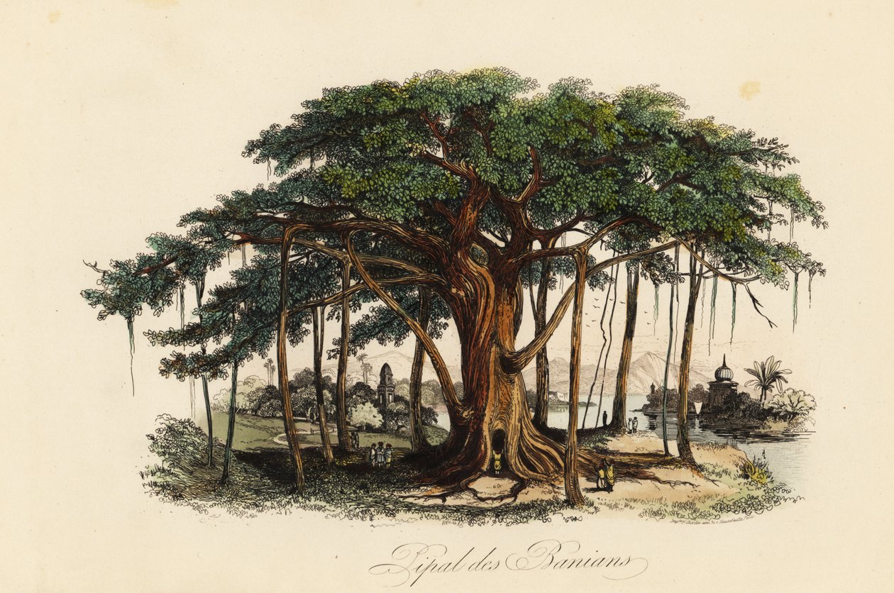 Kutsal incir ağacı, Ficus religiosa, bodhi ağacı, banian ağacı, banyan ağacı, pippala ağacı, peepul ağacı, peepal ağacı veya ashwattha ağacı olarak da bilinir by French School