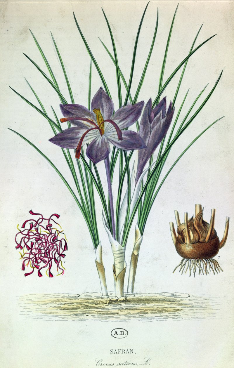Safran (Çiğdem Sativus) by French School