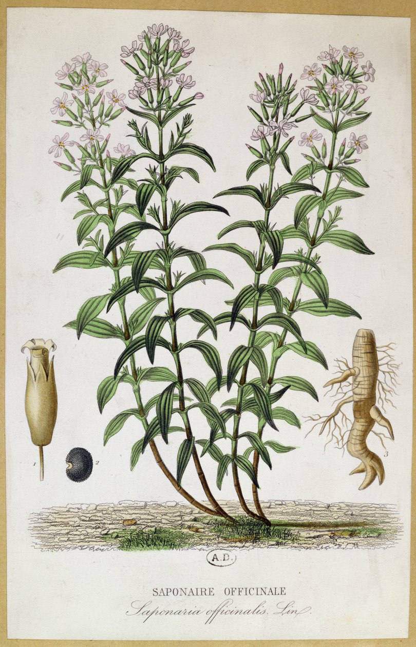 Saponaria officinalis, 19. yüzyıl (renkli gravür) by French School
