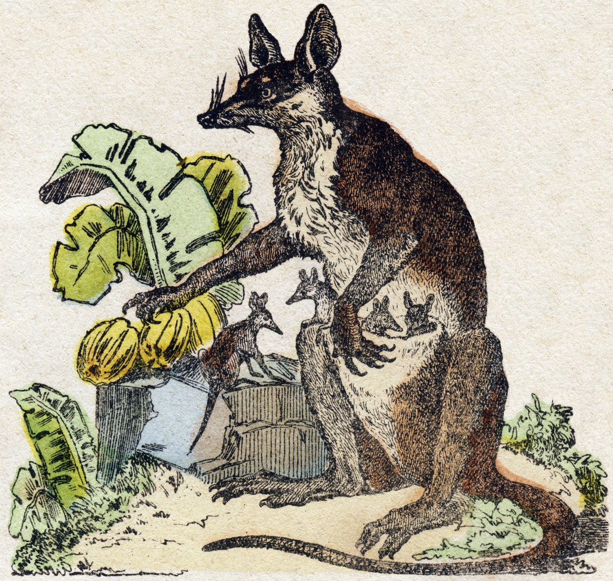 Sarigue (opossum). “Alphabet des animaux sauvages”” üzerine gravür. 9. Seri. Epinal