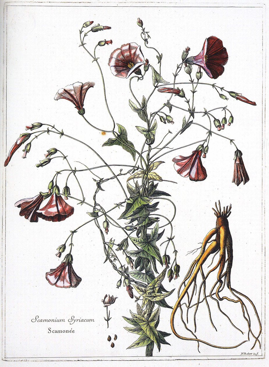 Scamoneum (Scamonium Suriyecum) - “Kral Louis XIV