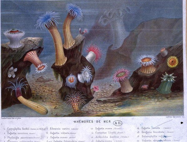 Hachette tarafından yayınlanan bir kitaptan Deniz Anemonları (renkli taş) by French School