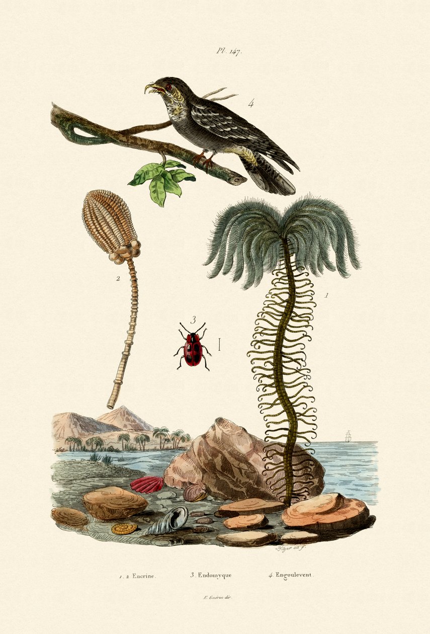 Deniz Zambak, 1833-39 by French School