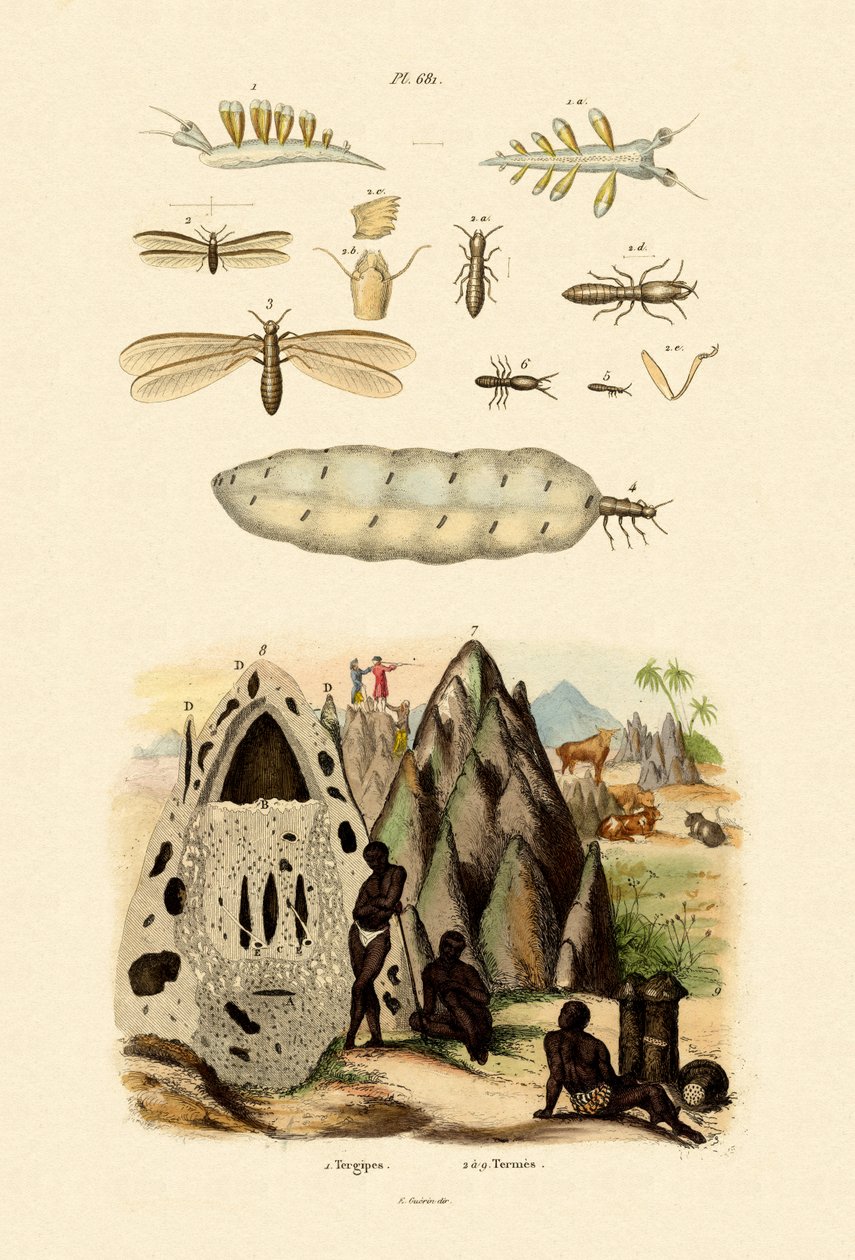 Deniz Salyangozu, 1833-39 by French School