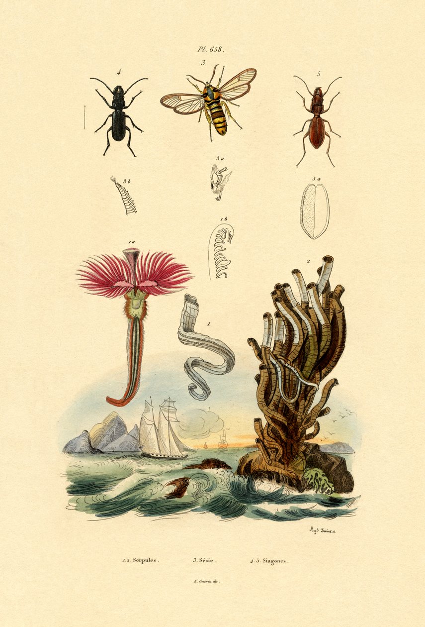Serpulidler, 1833-39 by French School