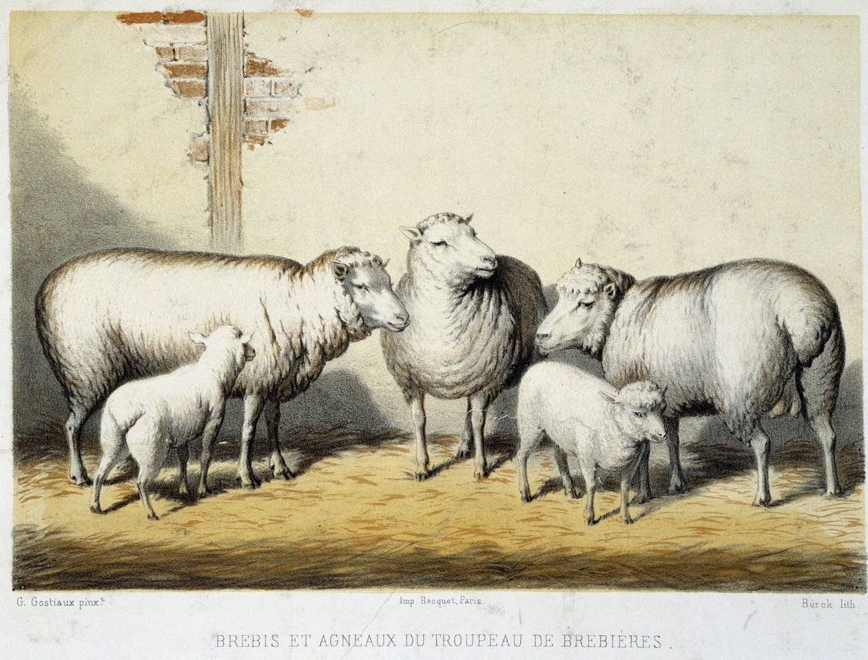 Brebières sürüsünün koyunları ve kuzuları - Litografi by French School