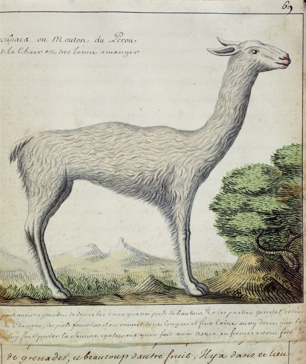 Peru Koyunu (Llama veya Alpaka) (kağıt üzerinde wc) by French School
