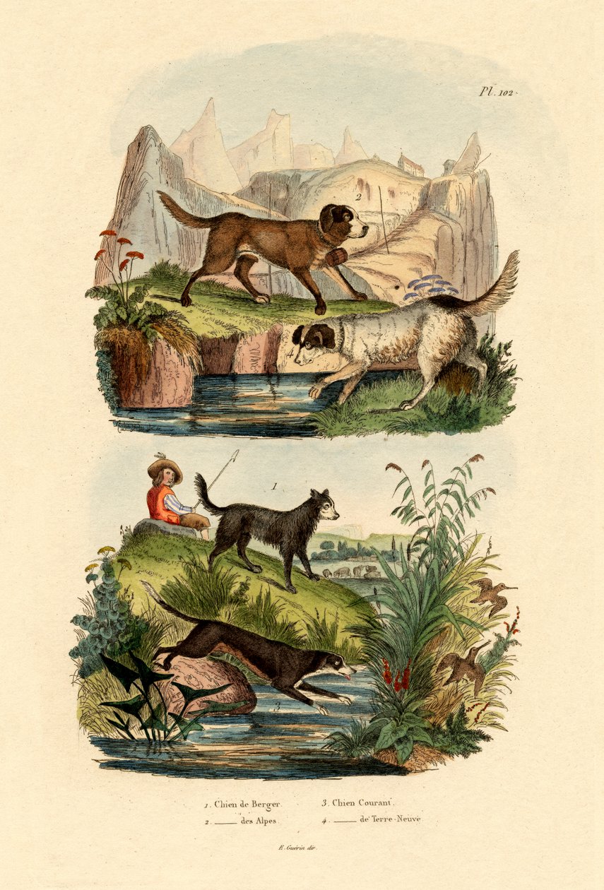 Çoban Köpeği, 1833-39 by French School