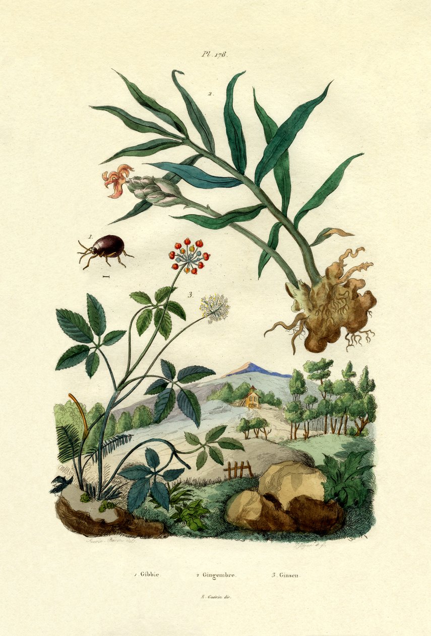 Parlak Örümcek Böceği, 1833-39 by French School