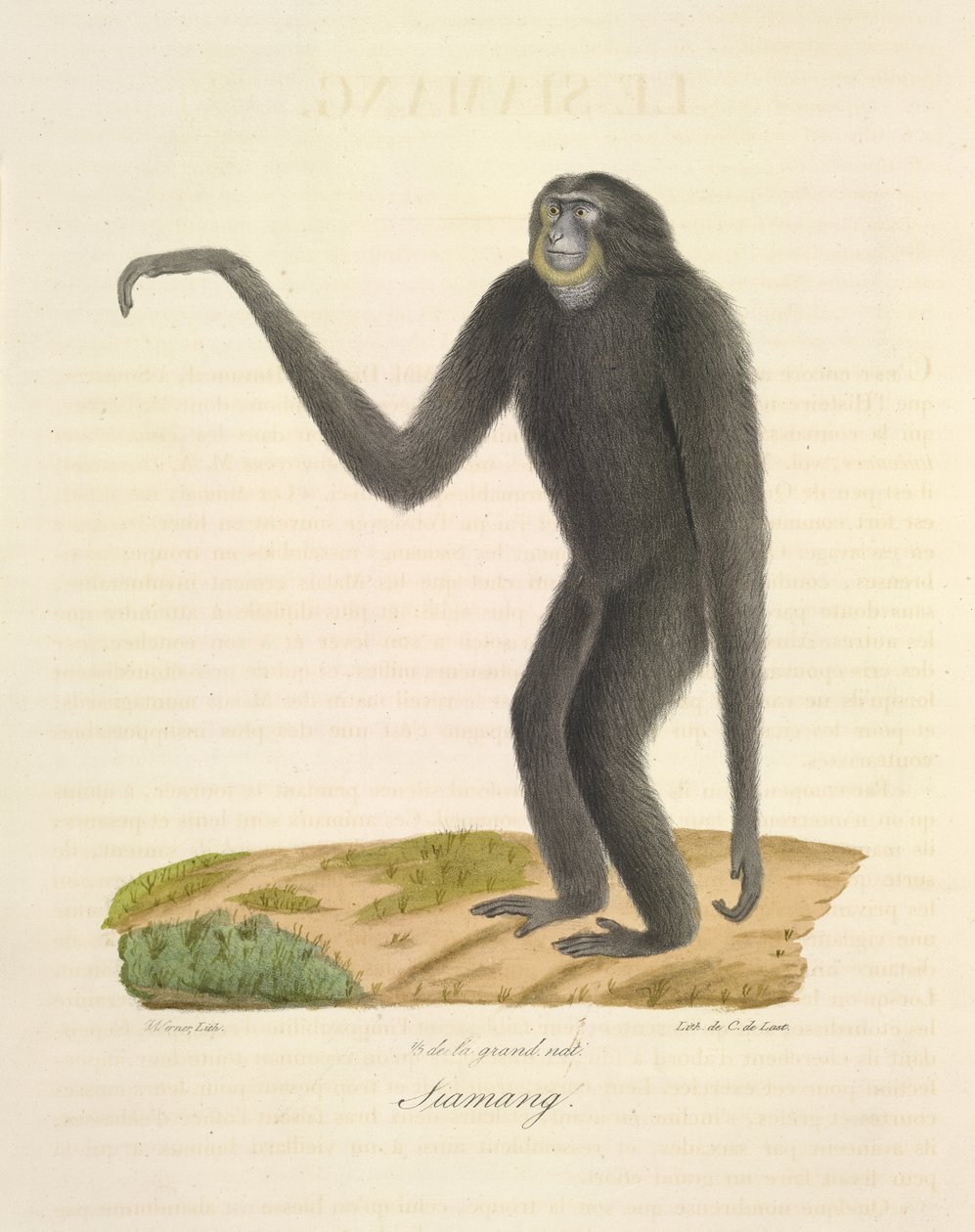 Siamang, Memelilerin Doğal Tarihinden (renkli taş) by French School