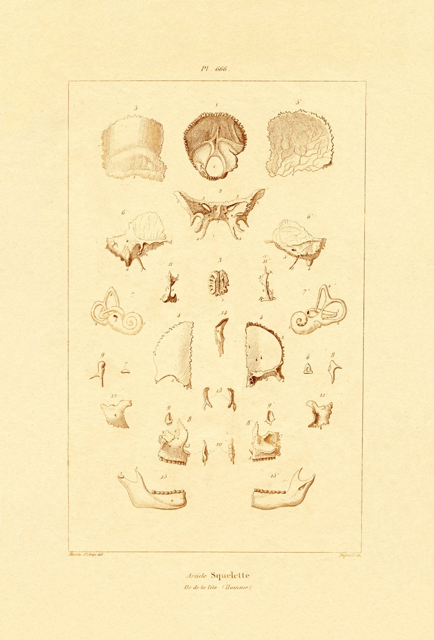 İskelet, 1833-39 by French School