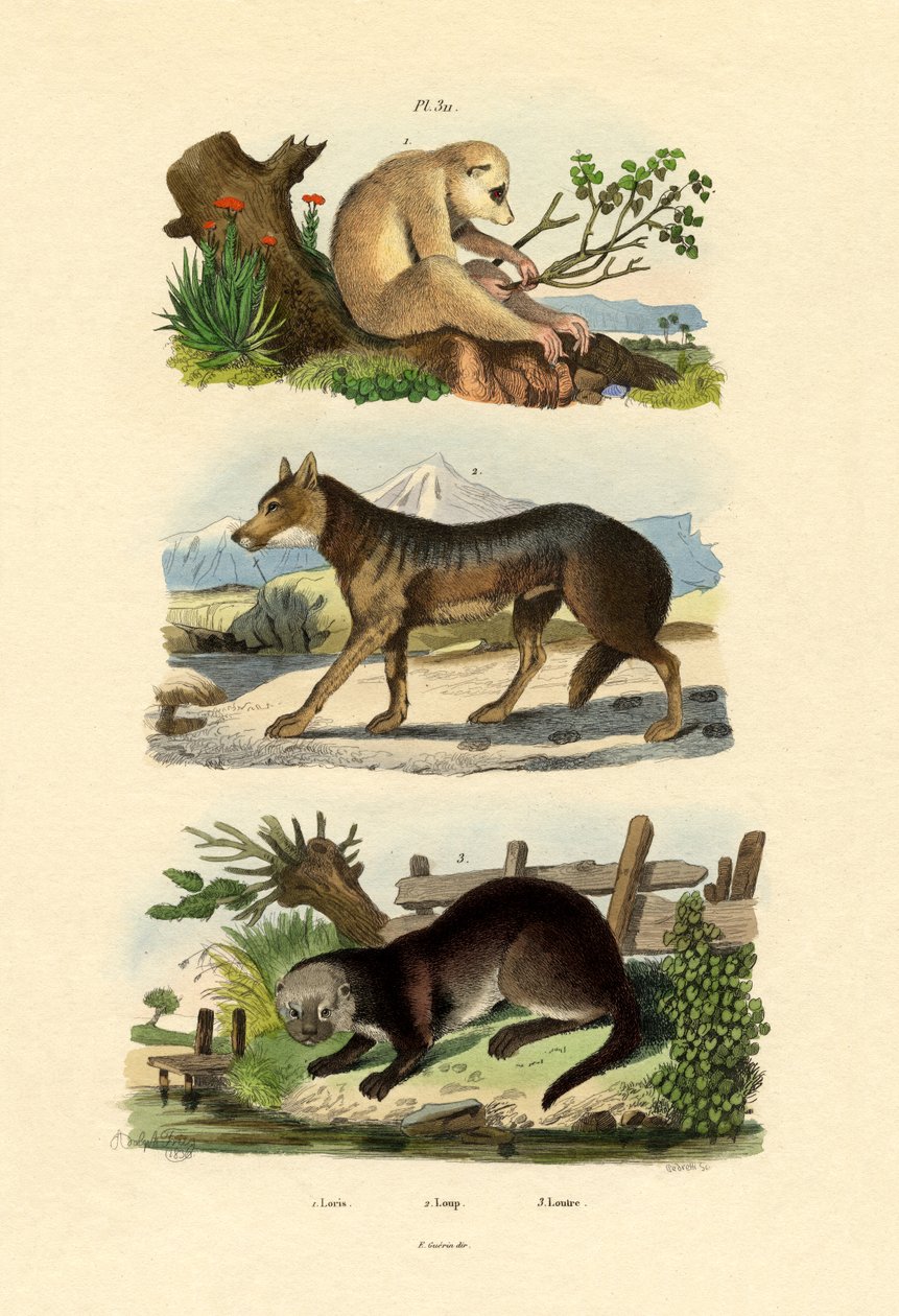 Tembel Maymun, 1833-39 by French School