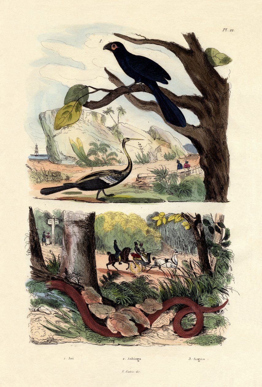 Düz gagalı Ani, 1833-39 by French School