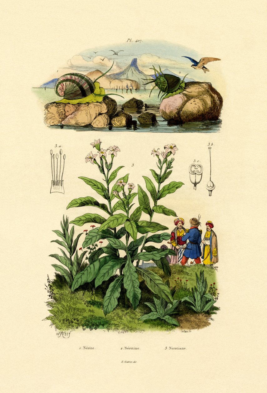 Salyangoz, 1833-39 by French School