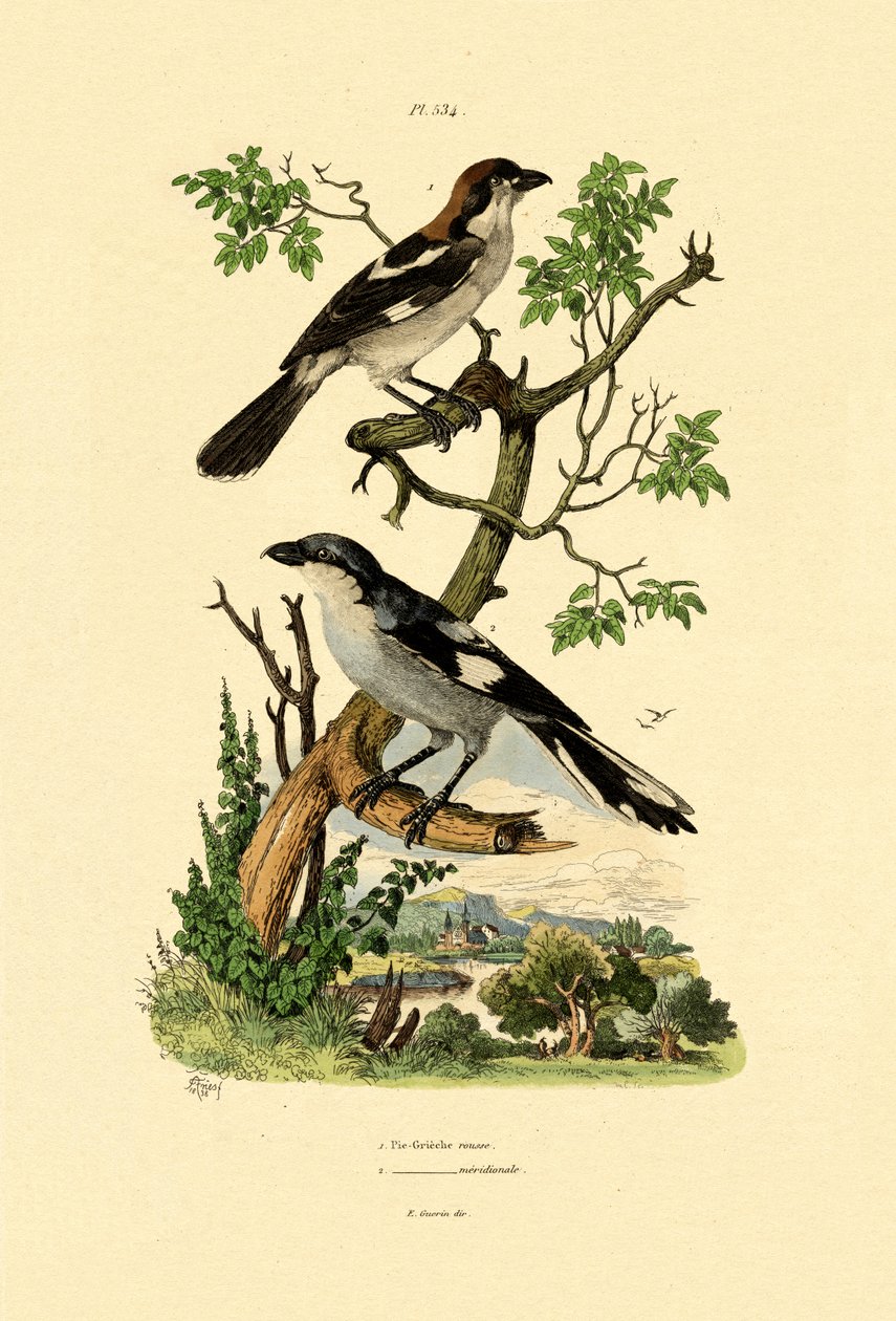 Güney Gri Örümcek Kuşu, 1833-39 by French School