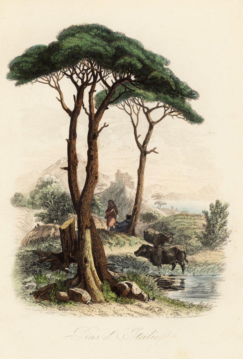 Fıstık çamı, Pinus pinea, aynı zamanda İtalyan fıstık çamı, şemsiye çamı ve şemsiye çamı olarak da bilinir. by French School