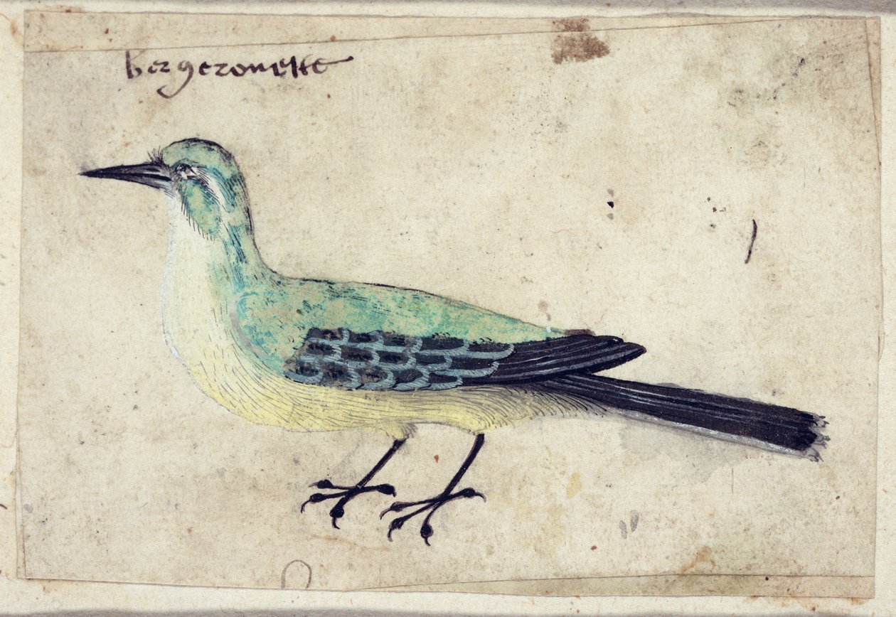 Kuş Çalışması, c.1620 by French School