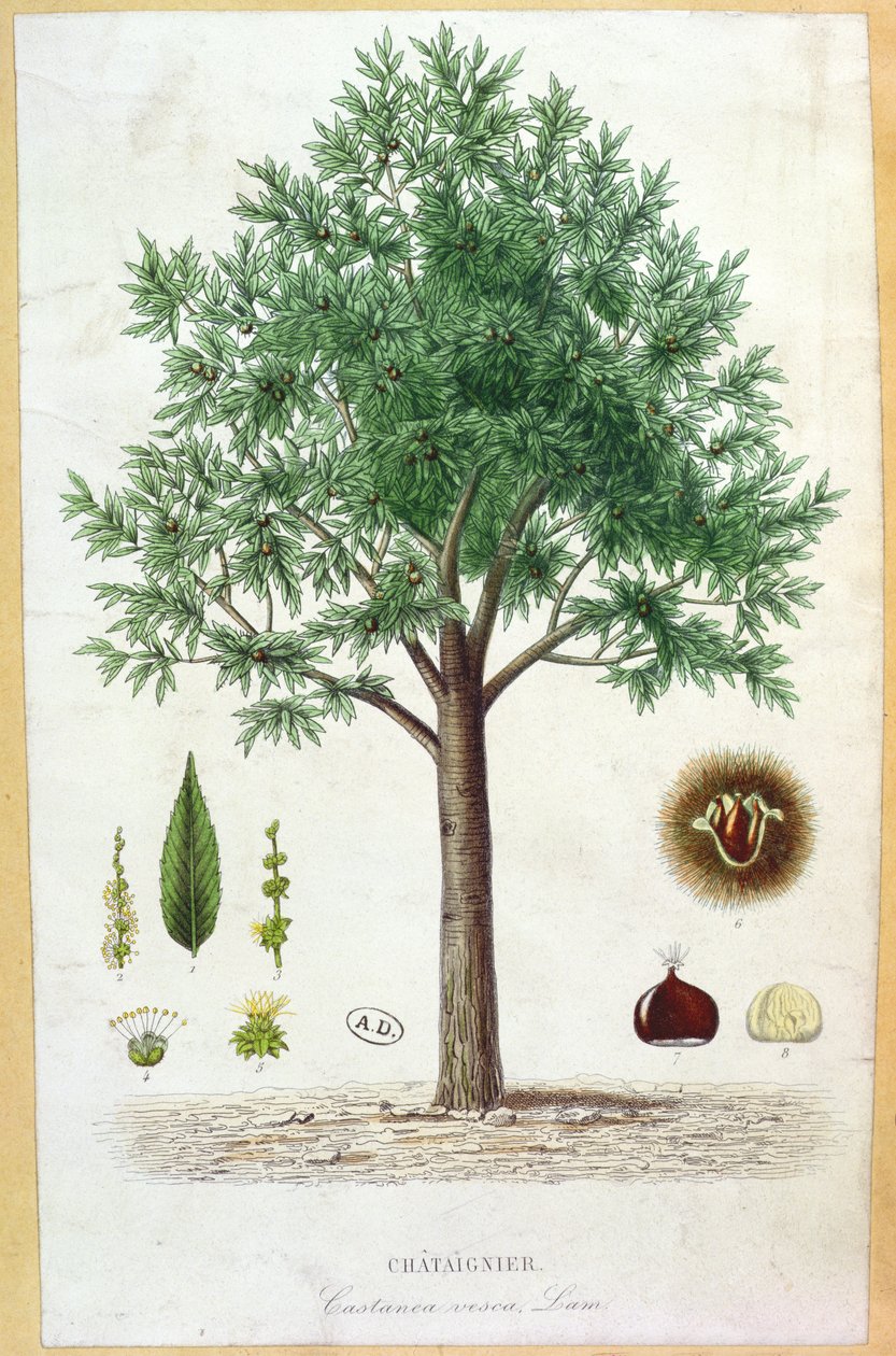 Tatlı Kestane Ağacı by French School