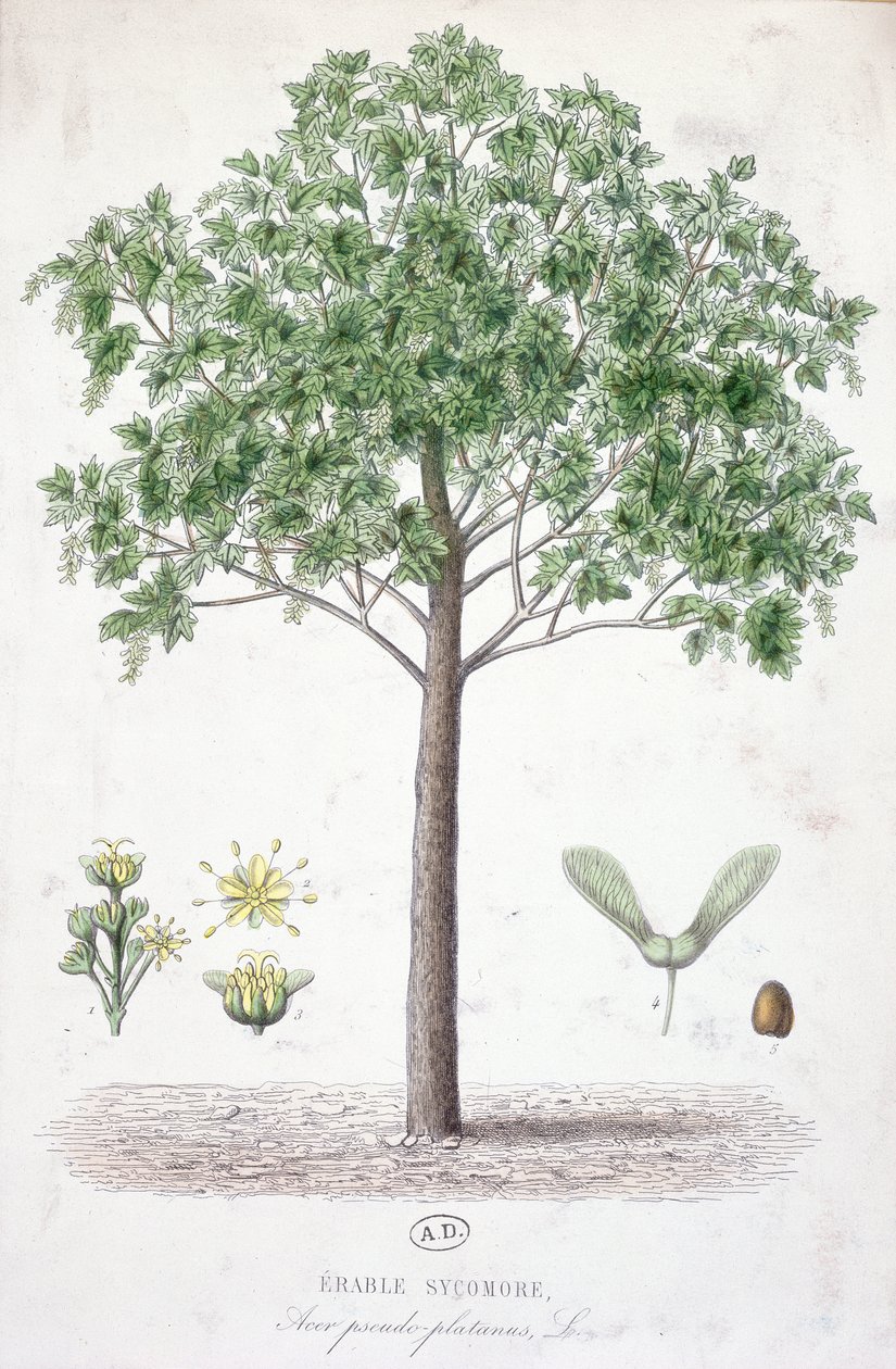 Çınar Akçaağaç by French School