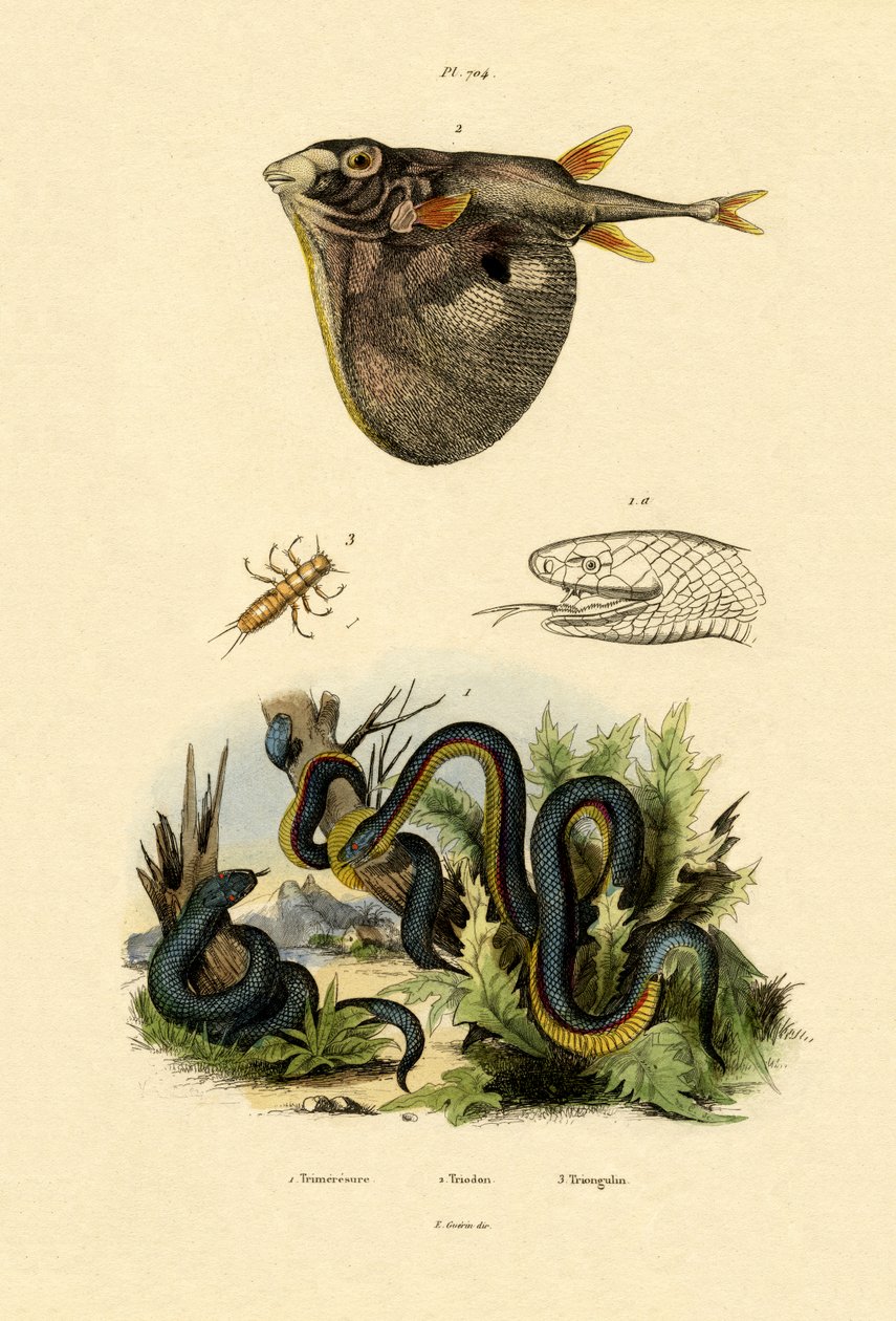 Tayvan Habu, 1833-39 by French School