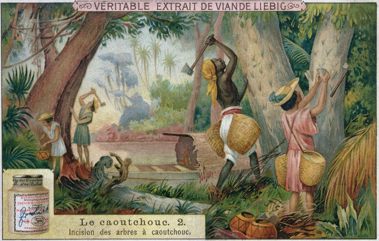 Lastik ağaçlarına dokunmak, Veritable Extrait de Viande Liebig için promosyon reklam kartı, 19. yüzyıl sonu by French School