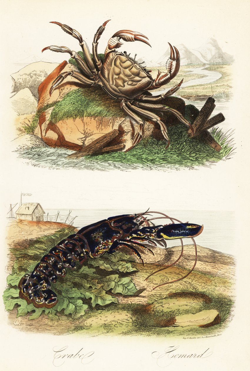Tazmanya dev yengeç, Pseudocarcinus gigas ve Avrupa ıstakozu, Homarus gammarus by French School